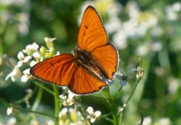 Μικροσκοπικοί αναμεταδότες αποκαλύπτουν τα σχέδια πτήσης των πεταλούδων