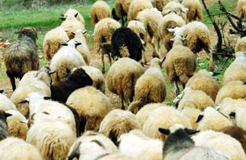 Εντατικοί έλεγχοι στην αγορά κατά της «ελληνοποίησης» εισαγόμενων αμνοεριφίων