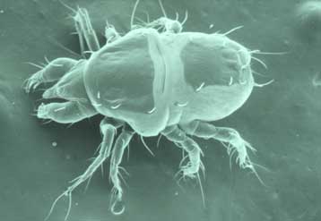 Ήρθαν με την άνοιξη τα ενοχλητικά αλλεργιογόνα