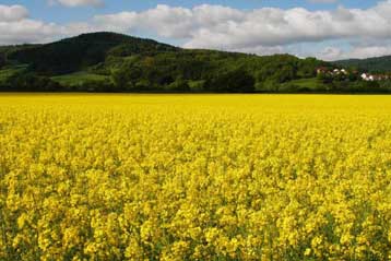 Σε ισχύ και στην Ελλάδα η Οδηγία για τους Γενετικά Τροποποιημένους Οργανισμούς