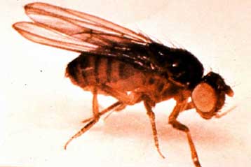 Μύγες τηλεχειριζόμενες με λέιζερ αποκαλύπτουν μυστικά του εγκεφάλου