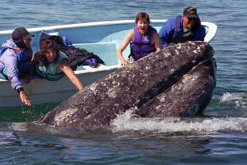 Πετρελαιαγωγός εκτρέπεται για να αποφύγει τις γκρίζες φάλαινες