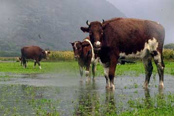 Ασφαλές το κρέας και το γάλα από κλωνοποιημένα ζώα