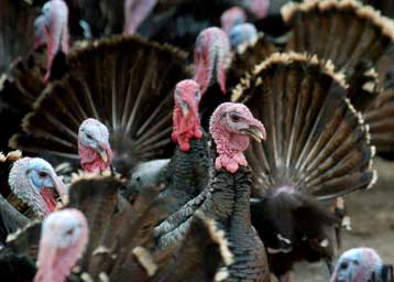 Γρίπη των πτηνών χαμηλού κινδύνου εμφανίστηκε στην Ιταλία