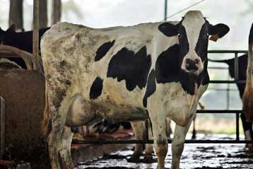 Κρούσμα σπογγώδους εγκεφαλοπάθειας σε άνθρωπο αναφέρει η Ολλανδία