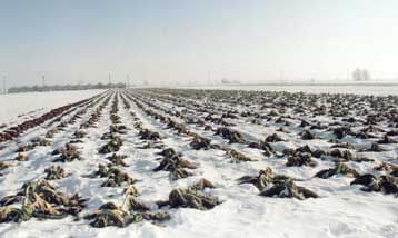 Αποζημιώσεις ύψους 80 εκατ. ευρώ θα δοθούν στους αγρότες που επλήγησαν από θεομηνίες