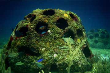 Εκτεταμένοι κοραλλιογενείς ύφαλοι ανακαλύφθηκαν έξω από την Αυστραλία