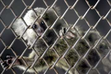 Φρικτός θάνατος δεκάδων πιθήκων λόγω μπλακ άουτ σε εργαστήριο της Β.Κορέας