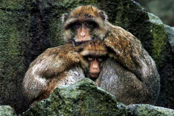 Γενετική ανάλυση λύνει το μυστήριο των πιθήκων του Γιβραλτάρ