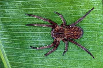 Δηλητηριώδης αράχνη δαγκώνει σεφ, που σώζεται χάρη στο τηλέφωνό του