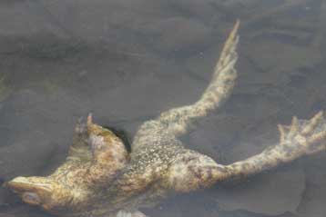 Βατράχια ανατινάζονται μυστηριωδώς σε λίμνη του Αμβούργου