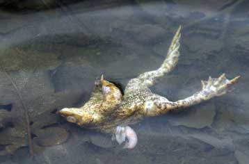 «Σκάει» η φούσκα μυστηρίου με τα βατράχια-βόμβες του Αμβούργου