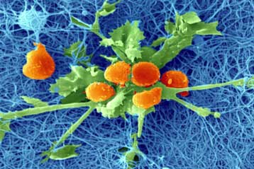 Ανάλυση αποκαλύπτει τα ταχύτερα εξελισσόμενα γονίδια του ανθρώπου