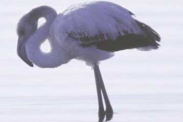 Αύξηση 100% στη ρύπανση της λίμνης Κορωνείας