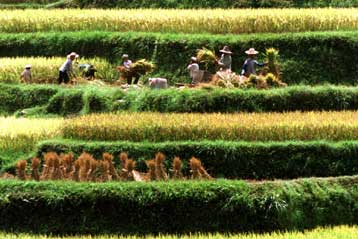 «Καλά νέα» για τους Κινέζους αγρότες το γενετικά τροποποιημένο ρύζι