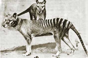 Αναβιώνει το σχέδιο για την κλωνοποίηση του εξαφανισμένου τίγρη της Τασμανίας