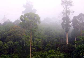 Η προστασία των δασών ως μέτρο κατά των  κλιματικών αλλαγών μετά το Κιότο