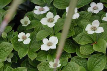 Ανθος-καταπέλτης εκτοξεύει γύρη με ταχύτητα ρεκόρ