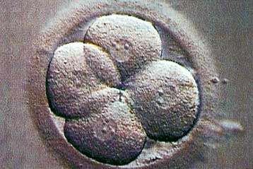 Έμβρυα για ιατρική χρήση κλωνοποιήθηκαν για πρώτη φορά από ασθενείς