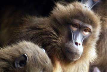 Νέο είδος πιθήκου ανακαλύφθηκε στην Αφρική έπειτα από 20 χρόνια