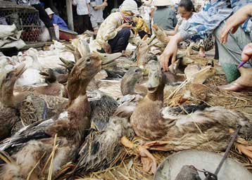 Συναγερμός στην Κίνα για να αποφευχθεί ξέσπασμα της γρίπης των πτηνών