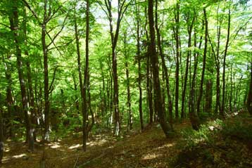 Κίνδυνος θερμοπληξίας για τα μισά είδη φυτών της Ευρώπης