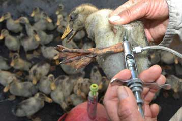 Η Κίνα διαψεύδει αναφορές για θανάτους από γρίπη των πτηνών