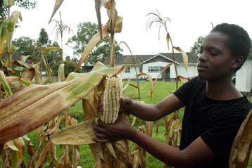 Ποικιλία καλαμποκιού ανθεκτική στις κάμπιες αναπτύσσει η Κένυα