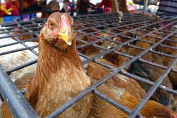 Νομοθεσία κατά της κακομεταχείρισης των πουλερικών προτείνει η ΕΕ