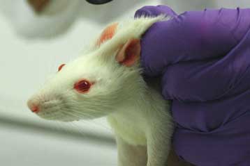 Νέα θεραπεία εμποδίζει την υποτροπή σε εθισμένα πειραματόζωα