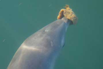 Δελφίνια μαθαίνουν από τις μητέρες τους να κυνηγούν με σφουγγάρια