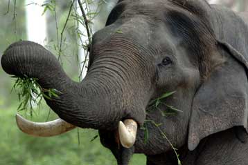 Συναγερμοί και βόμβες τσίλι απωθούν τους ελέφαντες από ινδικά χωριά