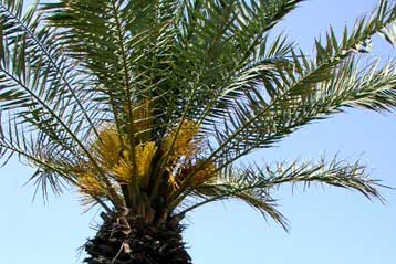 Χουρμαδιά φυτρώνει από σπόρο 2.000 ετών