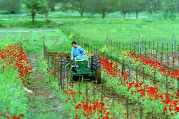 Ανησυχεί η ΣΥΔΑΣΕ για τις επιπτώσεις εφαρμογής της νέας ΚΑΠ στην ελληνική γεωργία