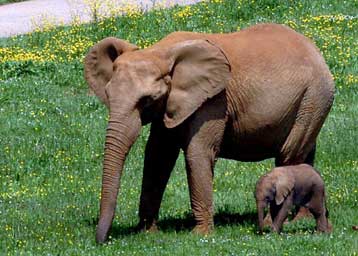 Σεισμογράφοι μετρούν ελέφαντες από τα βήματά τους