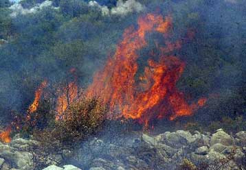 Κατασβέστηκε πυρκαγιά σε δασική περιοχή στο Μελισσοχώρι Θεσσαλονίκης