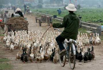 Για κίνδυνο πανδημίας της γρίπης των πτηνών προειδοποιεί διεθνές συνέδριο ειδικών