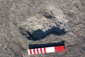 Πατημασίες των «πρώτων Αμερικανών» ανακαλύφθηκαν στο Μεξικό