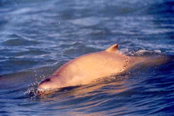 Νέο είδος δελφινιού ανακαλύφθηκε έπειτα από 30 χρόνια