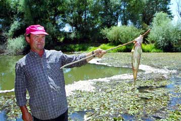 Νεκρά ψάρια εντοπίστηκαν πάλι στον Πηνειό, προς την πλευρά του νομού Καρδίτσας