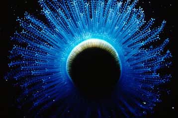 Τελικά τα ψάρια της αβύσσου διακρίνουν το κόκκινο χρώμα