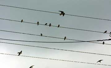 Σε ιδιώτες από το 2007 η διανομή ηλεκτρικού ρεύματος