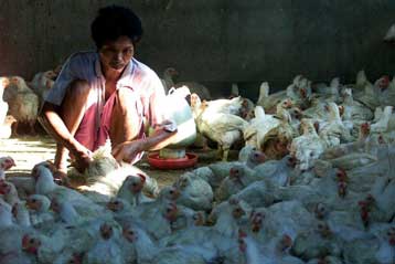 H γρίπη των πτηνών ευθύνεται πιθανώς για τρεις θανάτους στην Ινδονησία