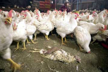 Επιβεβαιώθηκαν οι πρώτοι θάνατοι από γρίπη των πτηνών στην Ινδονησία