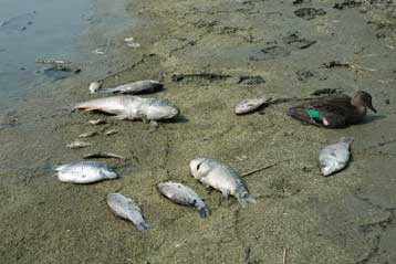 Επιχειρησιακό σχέδιο για τη σωτηρία της λίμνης Κορώνειας κατατίθεται στην ΕΕ