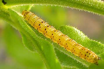 Σαρκοβόρος κάμπια στη Χαβάη ακουλουθεί ασυνήθιστη δίαιτα