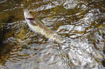 Ελληνο-γαλλική συνεργασία για την προστασία της πέστροφας των Πρεσπών