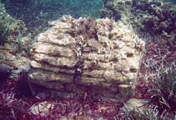 Τους πρώτους τους επισκέπτες περιμένουν η Νησιώπη και το Πάρκο Πλάκας Σιγρίου