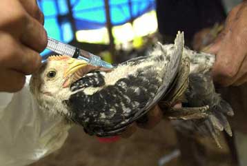 Εξαπλώνεται η γρίπη των πτηνών σε αγροτικές μονάδες στη Σιβηρία και στο Καζακστάν