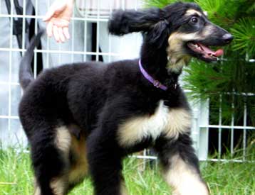 Νοτιοκορεάτες επιστήμονες δημιούργησαν τον πρώτο κλωνοποιημένο σκύλο